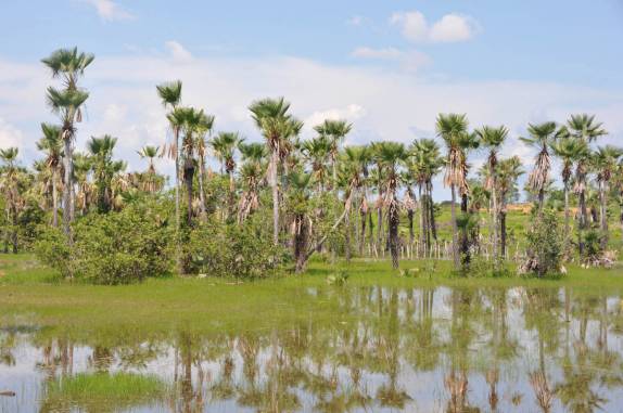 Carnaúbas, palmeira muito comum nesta parte do norrdeste (em Campo Maior - PI)